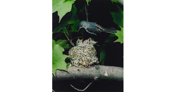 A color photograph of a bird perched above a nest resting on a tree branch as three chicks reach up, mouths open, for food.