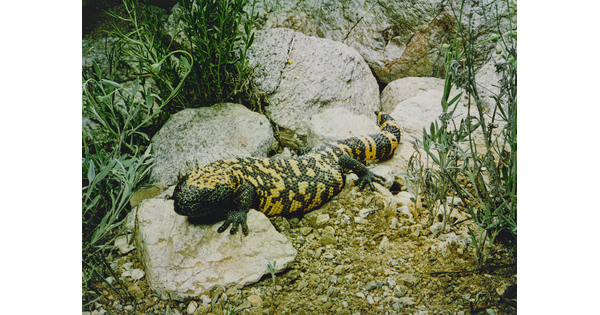 A color photograph of a large, black-and-yellow lizard on rocks.