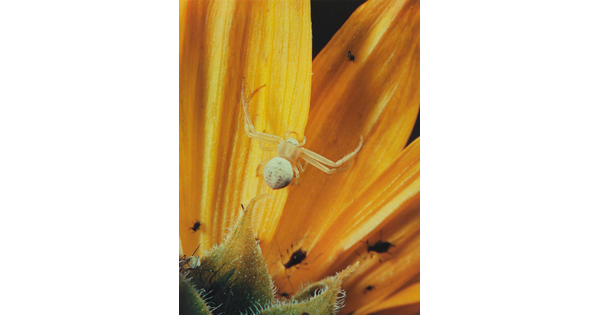 A close-up color photograph of a white spider climbing on yellow flower petals.