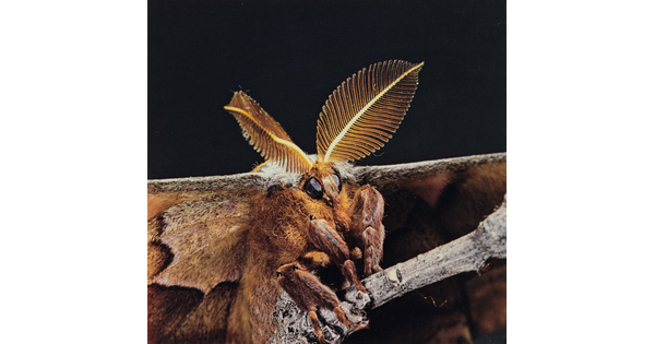 A close-up color photograph of a brown moth with fuzzy legs and leaf-shaped, comb-like antennae.
