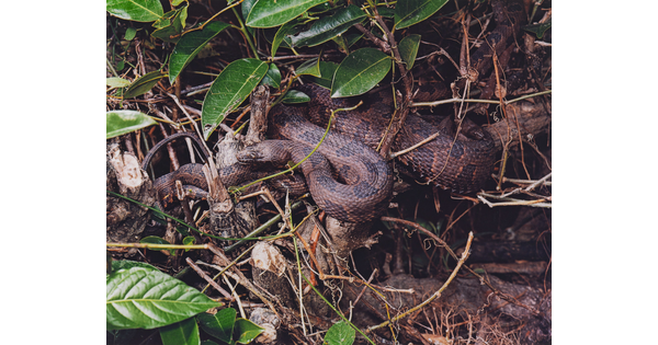 A color photograph of two snakes close together with muted brown patterns amongst leaves, sticks, and logs.
