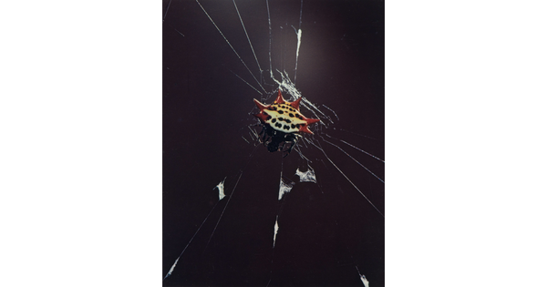 A color photograph of a black-and-white spider with red spikes on its abdomen crawling on a web.
