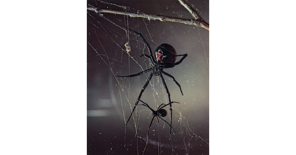 A color photograph of a large black widow showing the red hourglass on her abdomen and another a smaller black spider, both on a web.