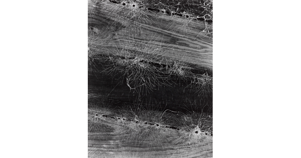 A black-and-white photograph of lots of spider webs on knotty wood beams.