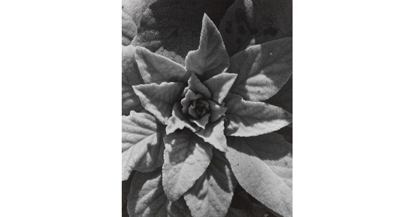 A black-and-white close-up photograph of a plant's fuzzy leaves in a rosette pattern.