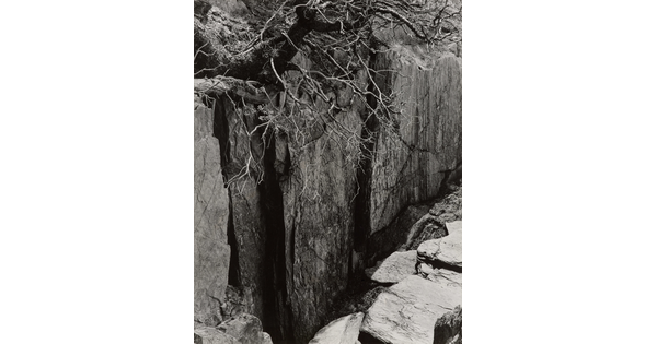 A black-and-white photograph of a rocky cliff with a large tree growing precariously over the edge.