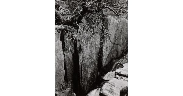A black-and-white photograph of a rocky cliff with a large tree growing precariously over the edge.