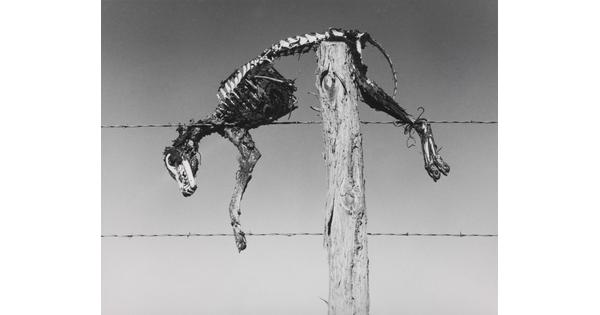 A black-and-white photograph of a coyote skeleton resting on top of a wooden fence post with barbed-wire.