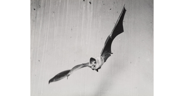 A black-and-white photograph of a bat flying in mid-air.