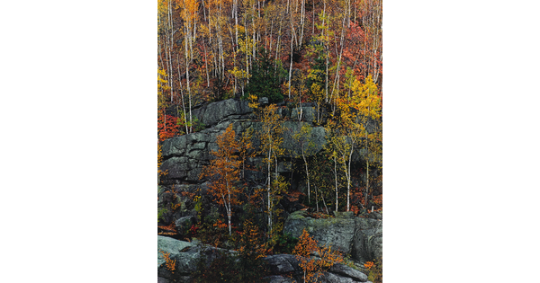 A color photograph of trees with yellow, red, orange, and green foliage growing on cliff ledges.