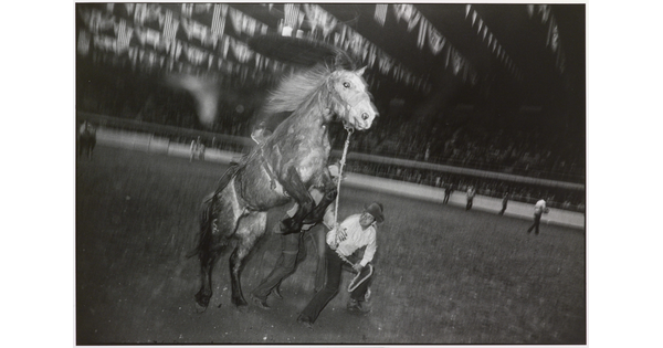 A black-and-white photograph of a man trying to control a rearing horse with a rope in an arena.