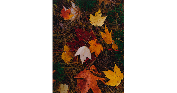 A color photograph of colorful autumn leaves on a bed of pine needles.