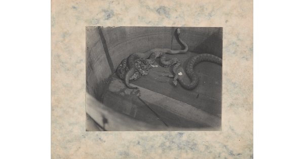 A black-and-white photograph of several rattlesnakes in a wooden barrel.