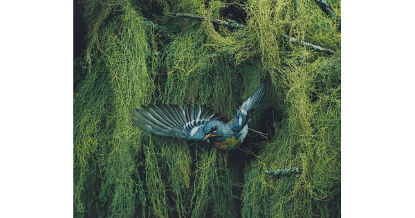 A color photograph of a blue, black, and yellow bird flying away from vegetation in the background.