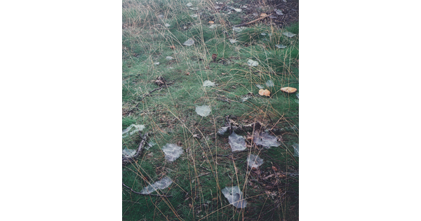 A color photograph of cobwebs scattered throughout a grassy field.