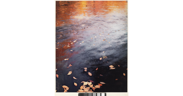 A color photograph of water reflecting autumn trees and with fall-colored leaves floating on top.