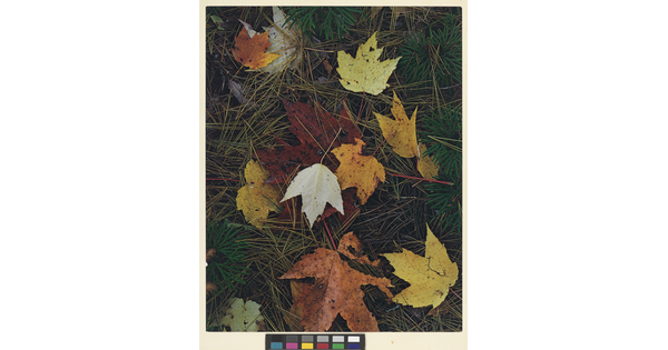 A color photograph of colorful autumn leaves on a bed of pine needles.