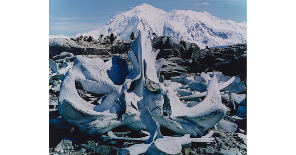 A color photograph of white whale bones on rocks and a large snowy mountain in the background.