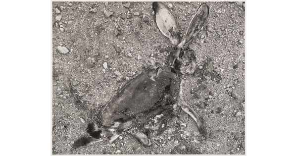 A black-and-white print of a decomposing jack rabbit on gravelly ground.