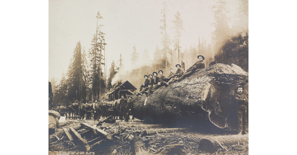 A black-and-white photograph of a group of men sitting on a huge log that is being pulled by a team of horses.