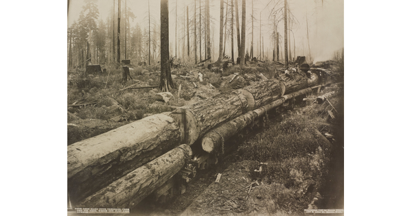 A black-and-white photograph of chopped lumber on rail cars in a forest.