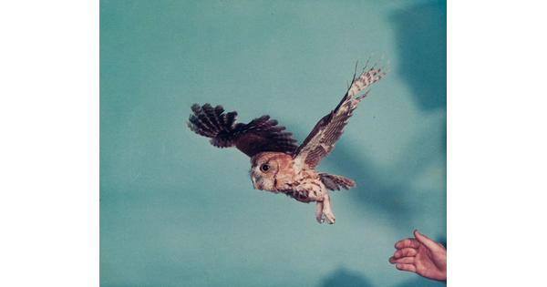 A color photograph of an owl that has just flown off the hand of a handler, seen in the lower right corner.