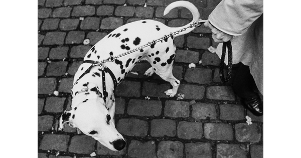 A black-and-white photograph looking down at a Dalmatian on a chain leash held by the hand of a person, both standing on cobblestones.