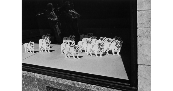 A black-and-white photograph of a window display numerous bulldog silhouettes.
