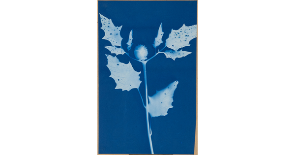 A blue-tinted photograph of the white stem, leaves, and round seed pod of a plant.