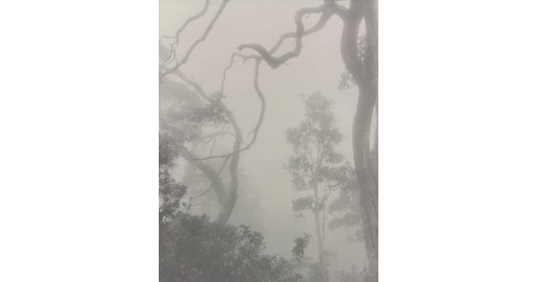 A black-and-white photograph looking up at trees and tree branches through a hazy fog.