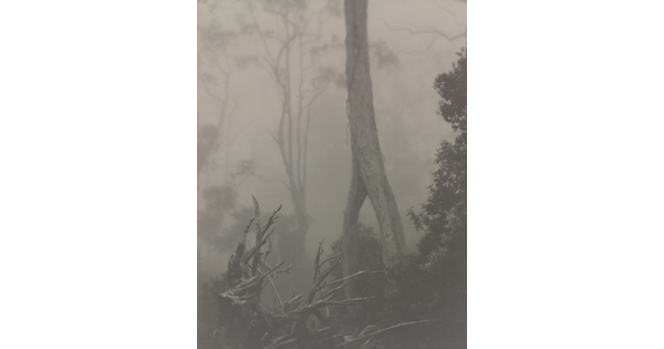 A black-and-white photograph of trees seen through a hazy fog.