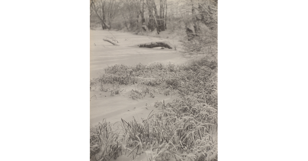 A black-and-white photograph of overgrown grass covered with snow.