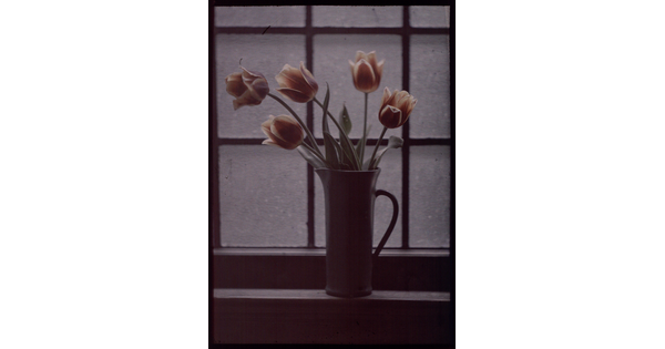 A color image of orange tulips in a vase sitting on a windowsill.