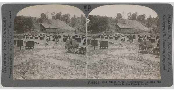 Two almost identical side-by-side black-and-white photographs of rows of dog houses in a field, and dogs and people walking among them.