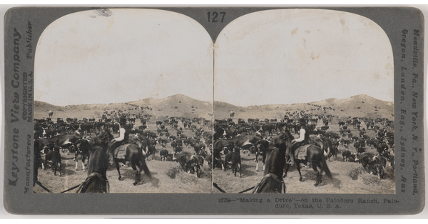 Two side-by-side, black-and-white photographs of several cowboys on their horses among a heard of cattle in a hilly field.