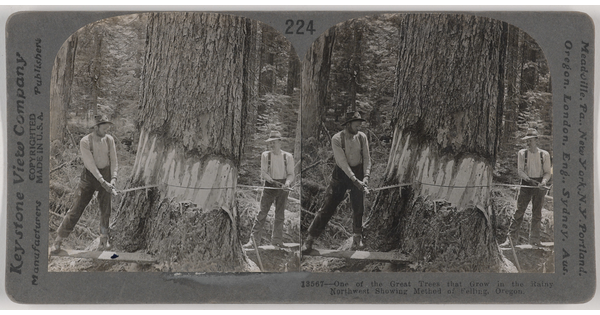 Two almost identical black-and-white photographs side by side of two men using a crosscut saw to cut down a very large tree.
