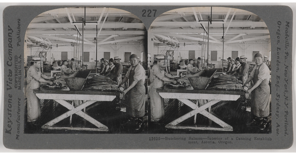 A black-and-white stereograph image of people cleaning fish at a long table with a trough running down its middle.