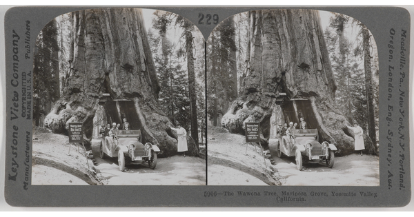 Two almost identical black-and-white photographs side by side of people in a car driving through a tunnel carved through the trunk of a large tree.