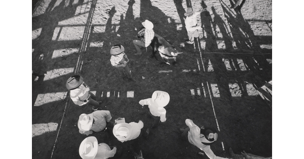 A black-and-white photograph from above of a group of people wearing cowboy hats watching one person grab a bull.