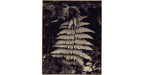 A black-and-white photograph of a fern frond in a vertical position resting against other vegetation.