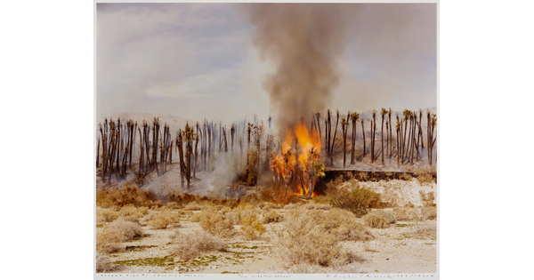 A color photograph of palm trees on fire in a desert.