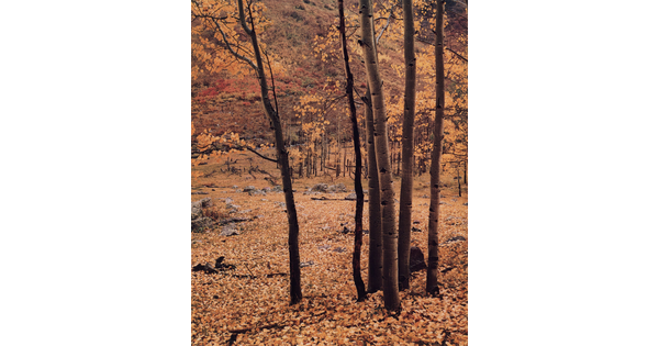 A color photograph of tall white trees with yellow leaves; the ground covered with yellow leaves.