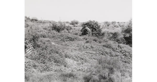 A black-and-white photograph of a landscape with scattered trees and low, scrubby foliage.
