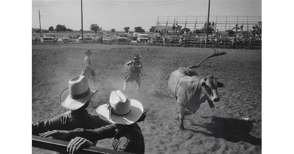 A black-and-white photograph of two rodeo clowns trying to distract a bull that is headed towards two cowboys grabbing a fence rail in the foreground.