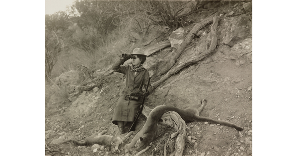 A black-and-white photograph of a woman looking through binoculars holding a rifle with two mountain lion carcasses on the ground.