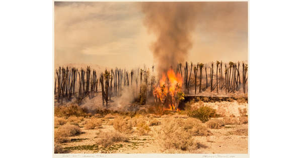 A color photograph of palm trees on fire in a desert.