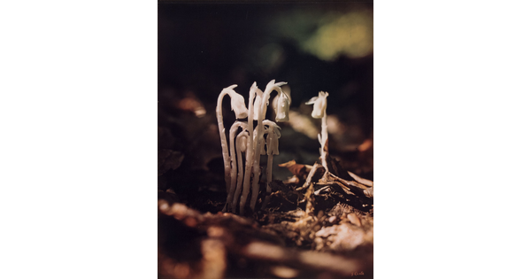 A  close-up color photograph of white flower growing out of the ground.