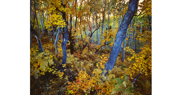 A color photograph of an autumn forest with blue-toned tree trunks and yellow, orange, and red foliage.