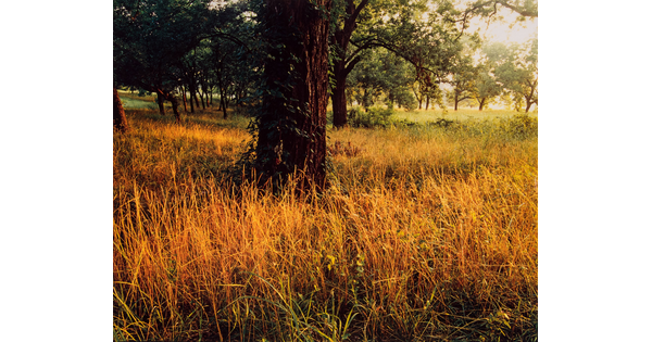 A color photograph golden grass surrounding a grove of trees.
