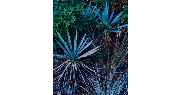 A color photograph of a stream surrounded by rocks, logs, and forest.